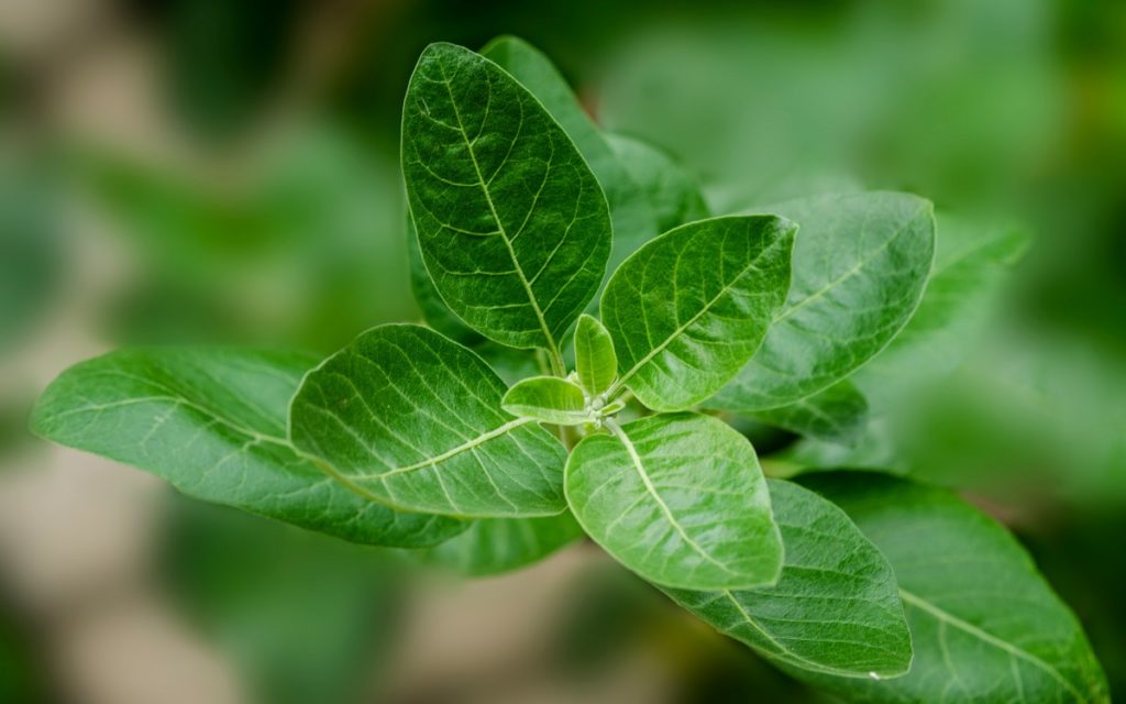 Ashwagandha als ayurvedische Heilpflanze