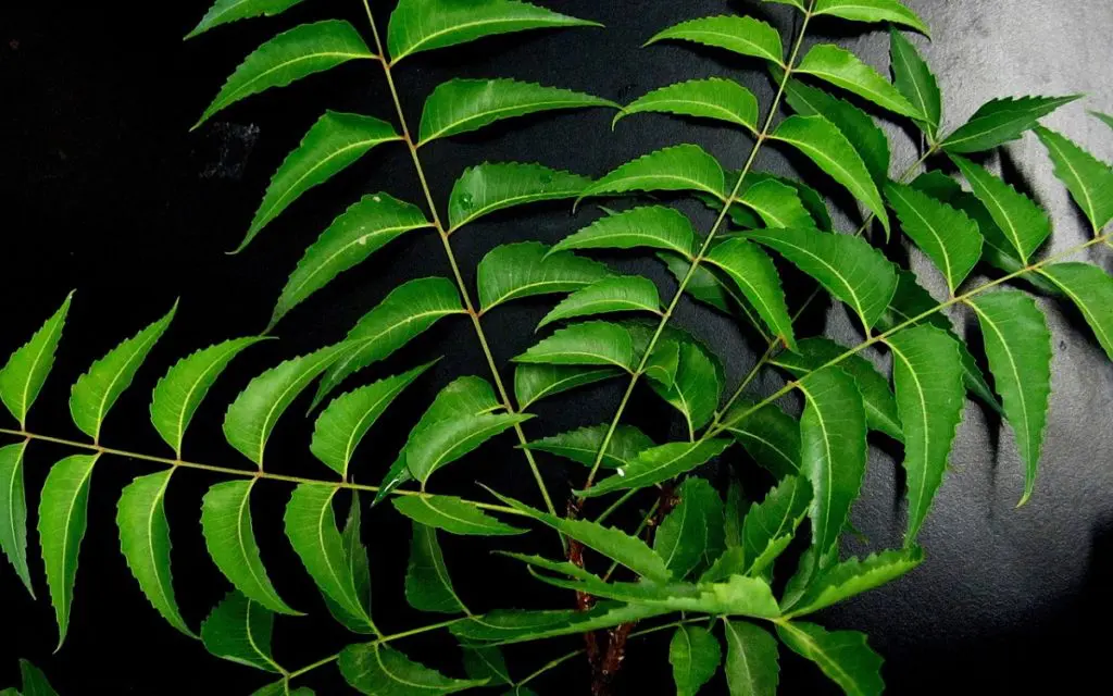 compacta plants Dieffenbachia, "Perfecta Compacta"  Mari's Gardens