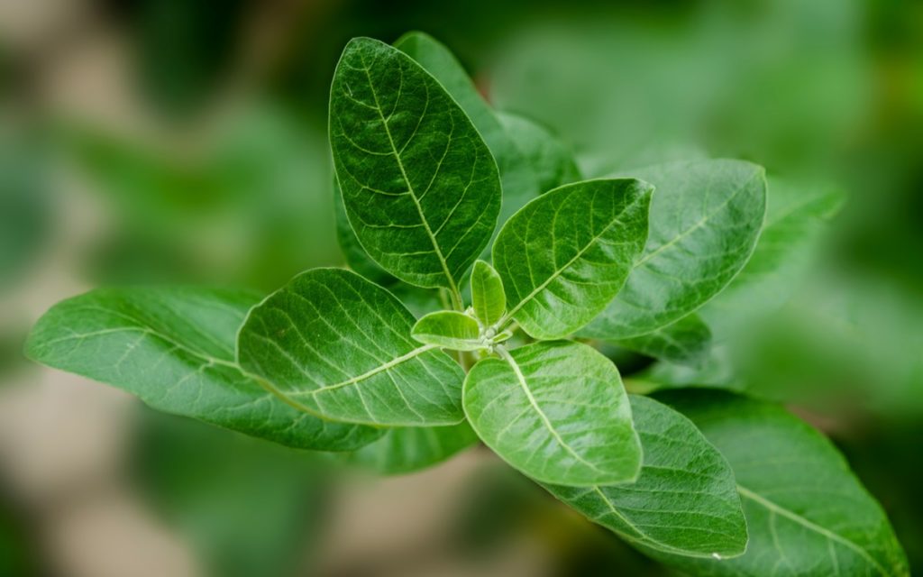 Ashwagandha Pflanze Ashwagandha Pflanze