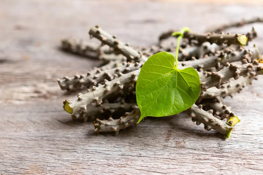 Guduchi im Ayurveda