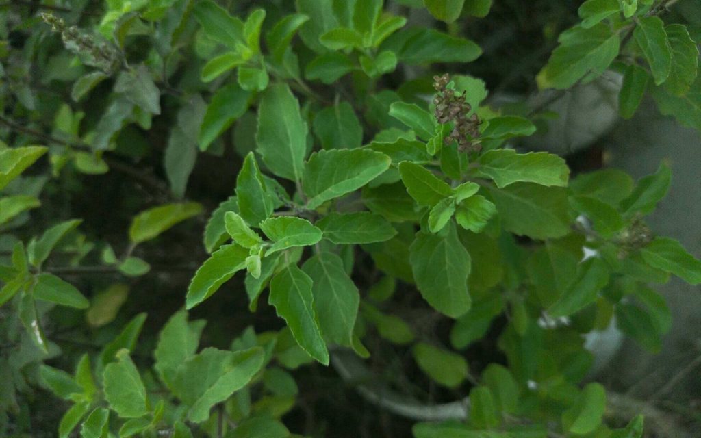 Tulsi: Einnahme und Dosierung Tulsi: Einnahme und Dosierung